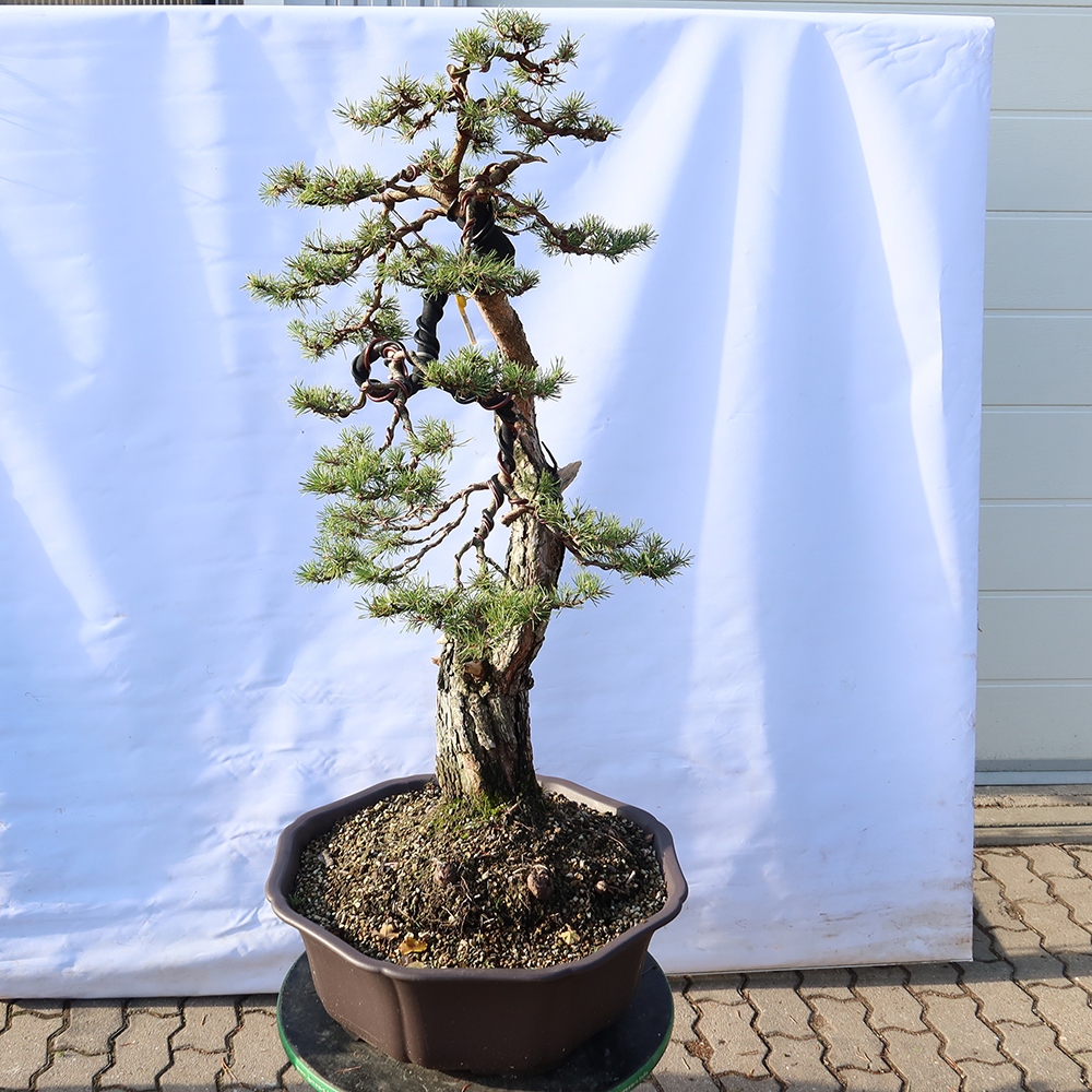 Pinus sylvestris Espagne - pin sylvestre
