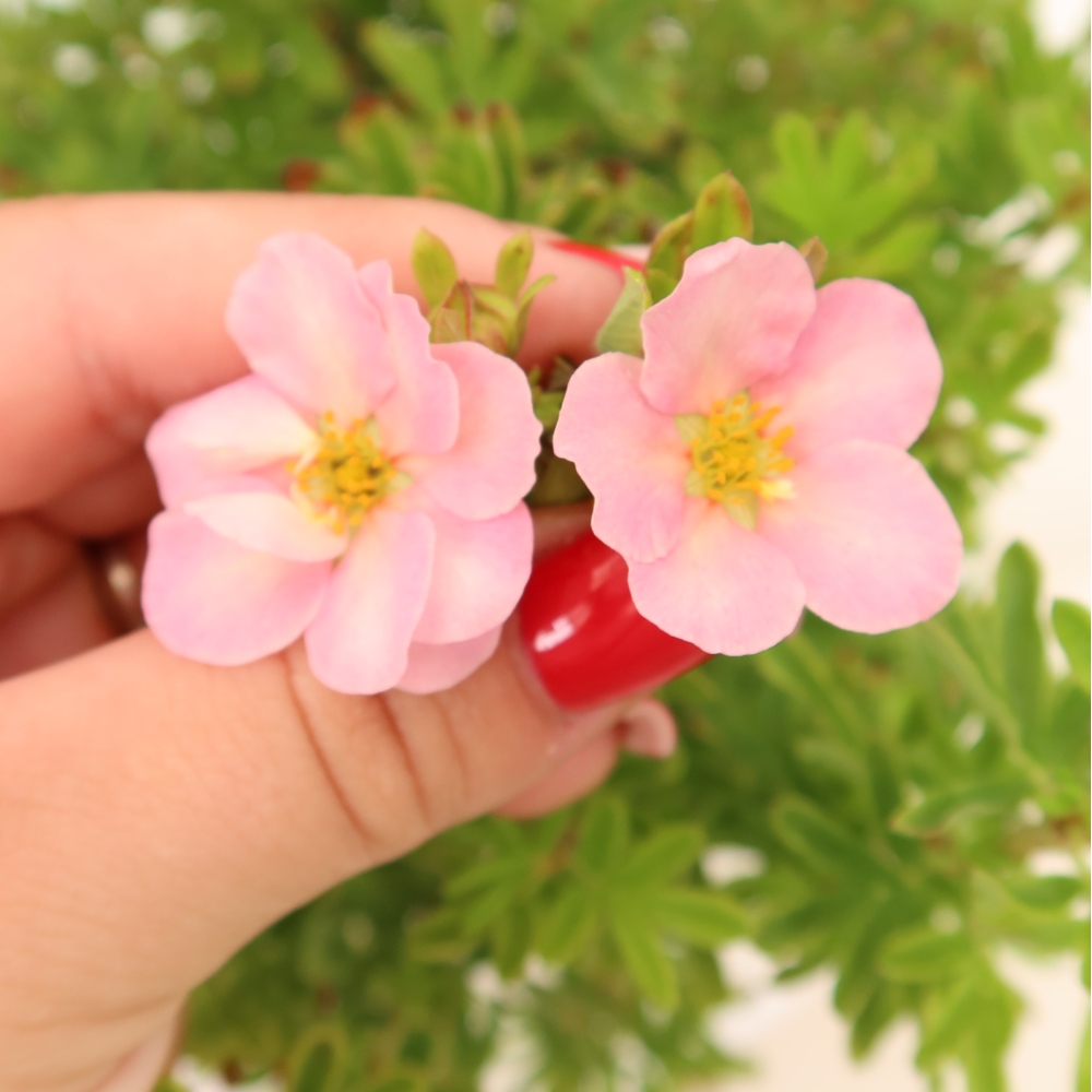 Bonsaï d'extérieur - Potentille arbustive - Potentilla fruticosa Bellissima