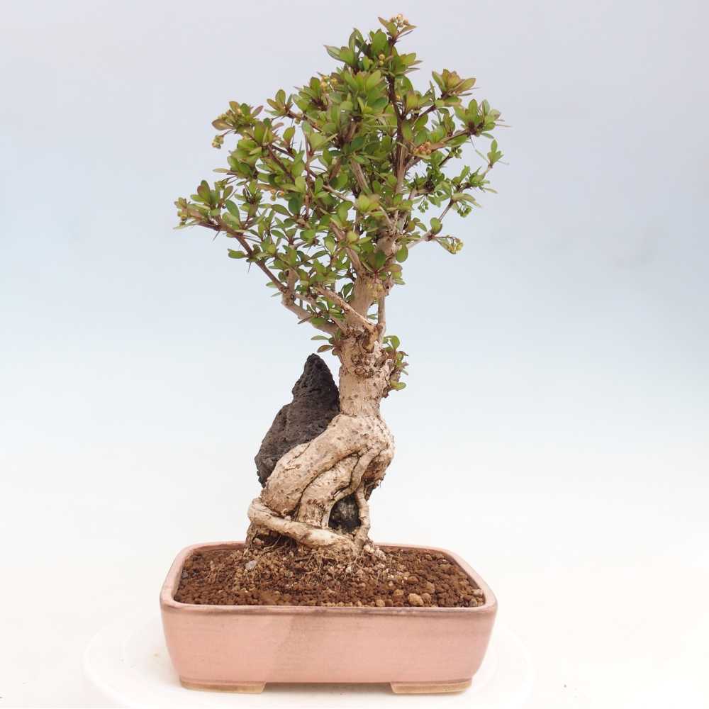 Bonsaï d'extérieur - Berberis coreana