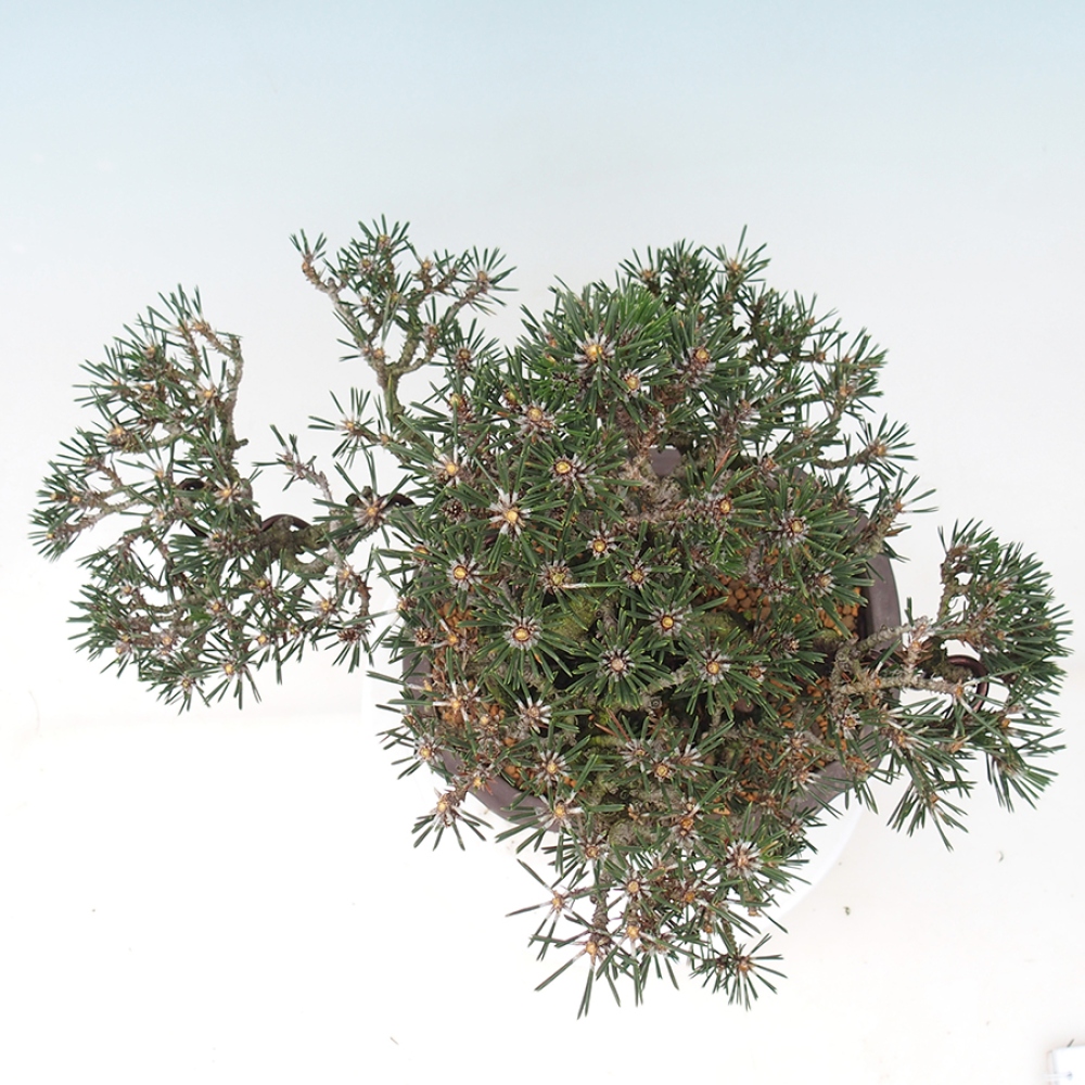 Bonsaï d'extérieur - Pinus thunbergii Kotobuki - Pin de Thunberg