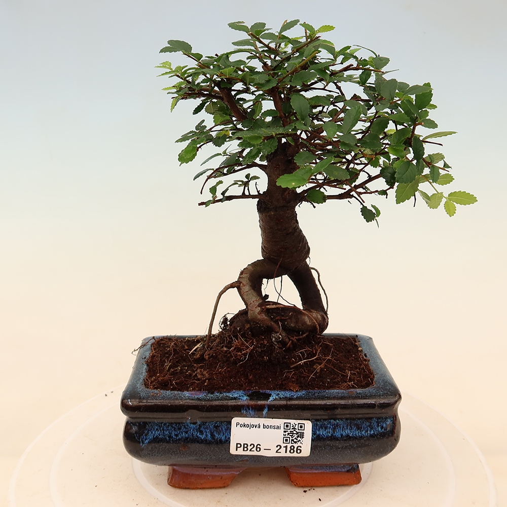 Bonsaï de chambre - Ulmus parvifolia - Orme à petites feuilles
