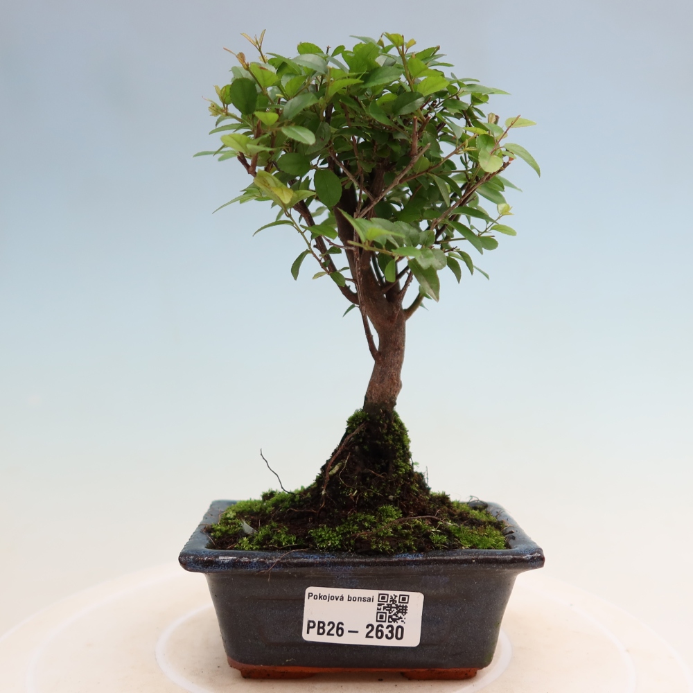 Bonsaï de chambre - Sageretia thea - Sageretia thea
