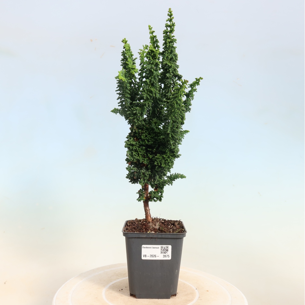 Bonsaï d'extérieur - Cham. obtusa SEKKA HINOKI - Cyprès