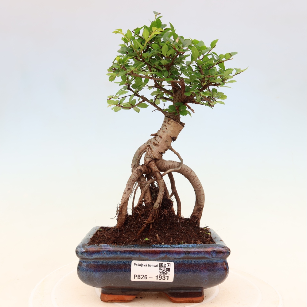 Bonsaï de chambre - Ulmus parvifolia - Orme à petites feuilles