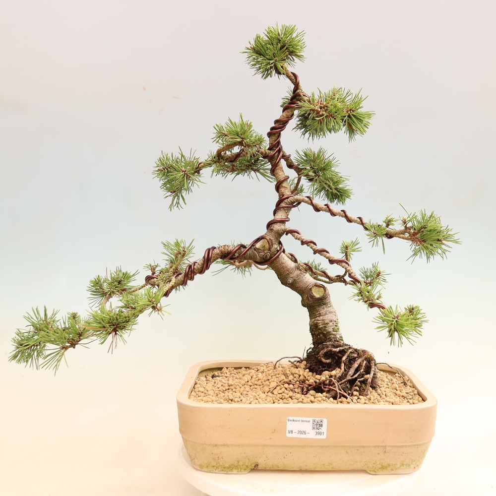 Bonsaï d'extérieur - Pinus mugo Humpy  - Pin nain