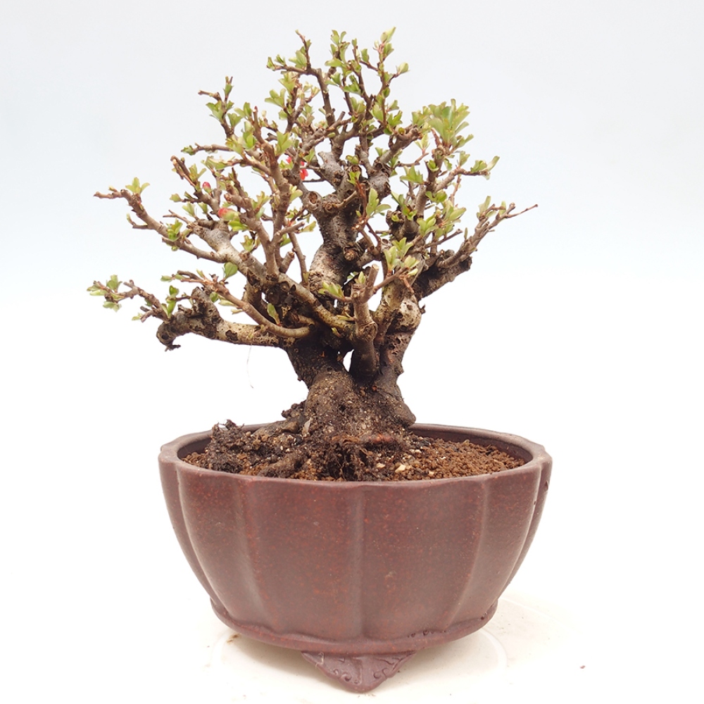 Bonsaï d'extérieur - Chaneomeles speciosa - Coing