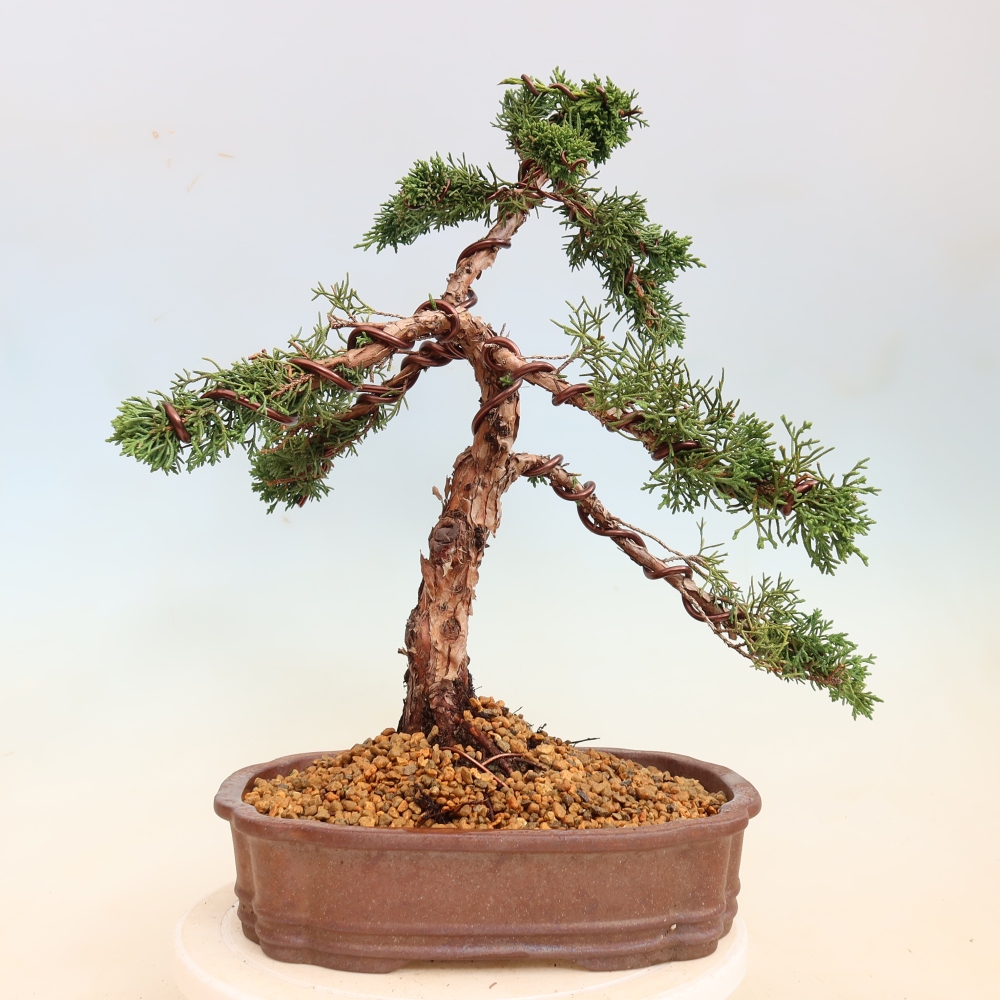 Bonsaï d'extérieur - Juniperus chinensis Kishu