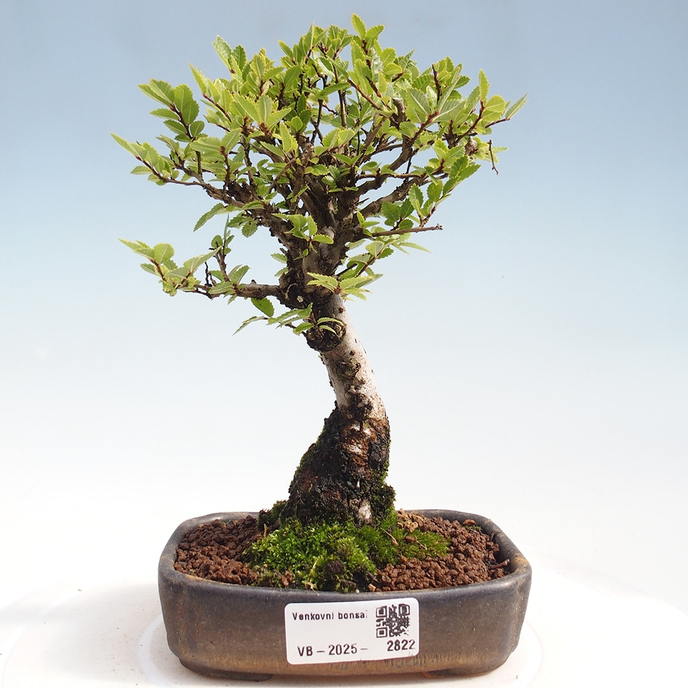 Bonsaï d'extérieur - Zelkova - Zelkova NIRE