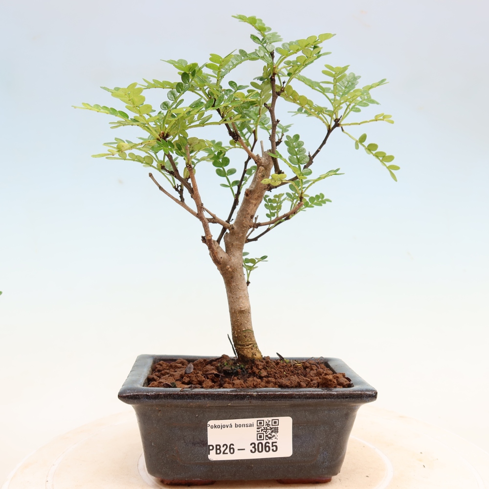 Salle bonsaï - Zantoxylum piperitum - arbre à poivre