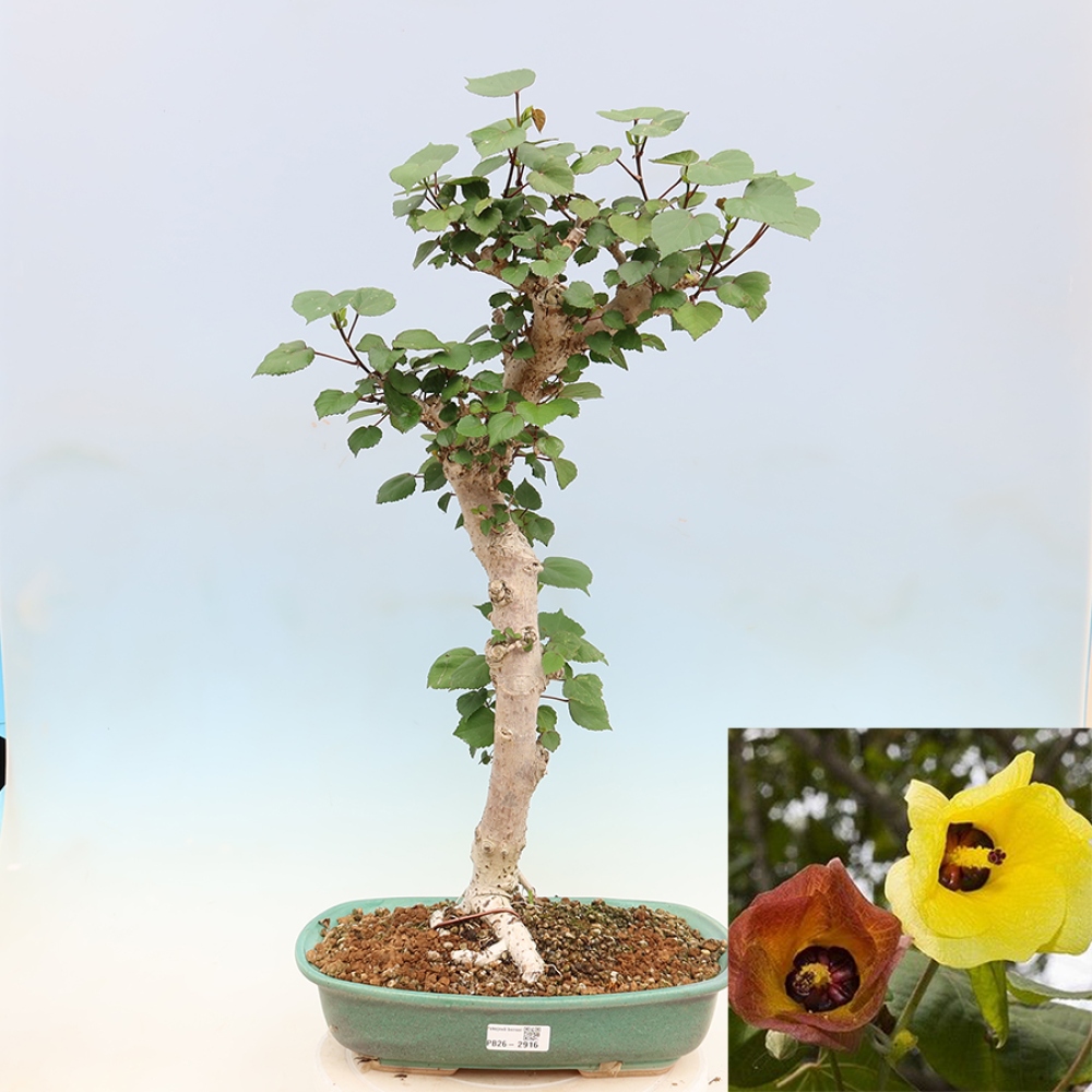 Bonsaï d'intérieur - Hibiscus tiliaceus - Hibiscus de mer