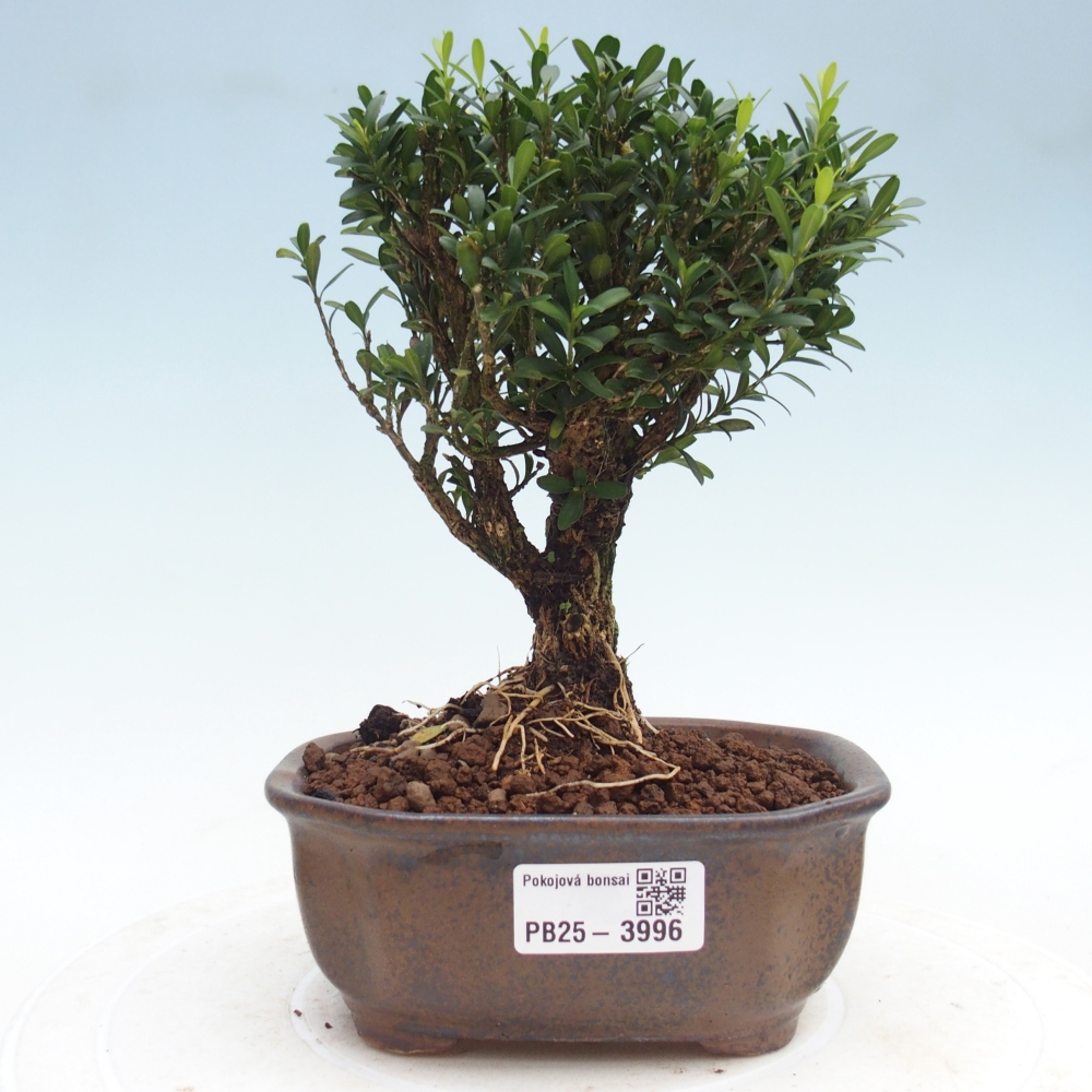Bonsaï de chambre - Buxus harlandii - buxus liège