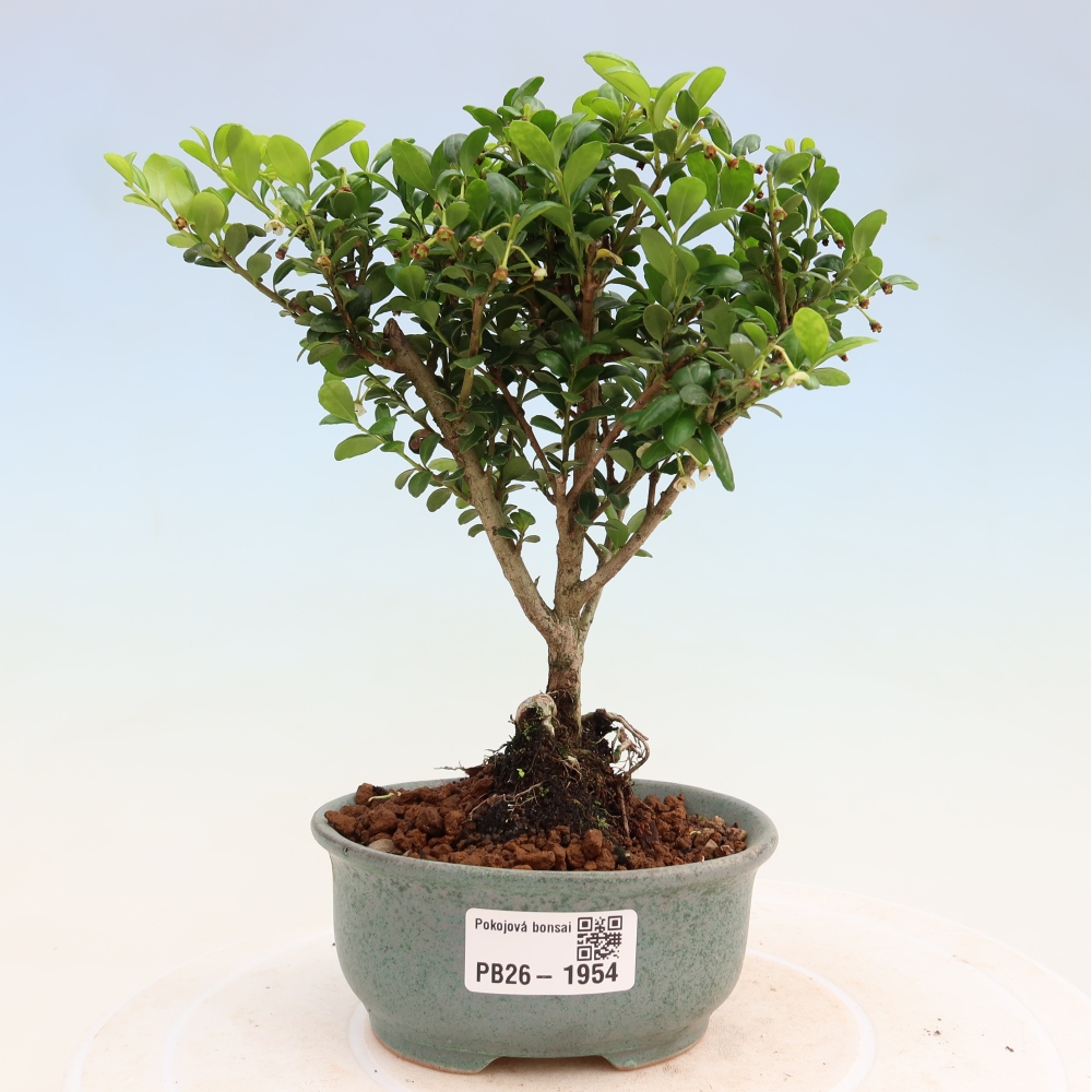 Bonsaï de chambre - Ilex crenata - Houx