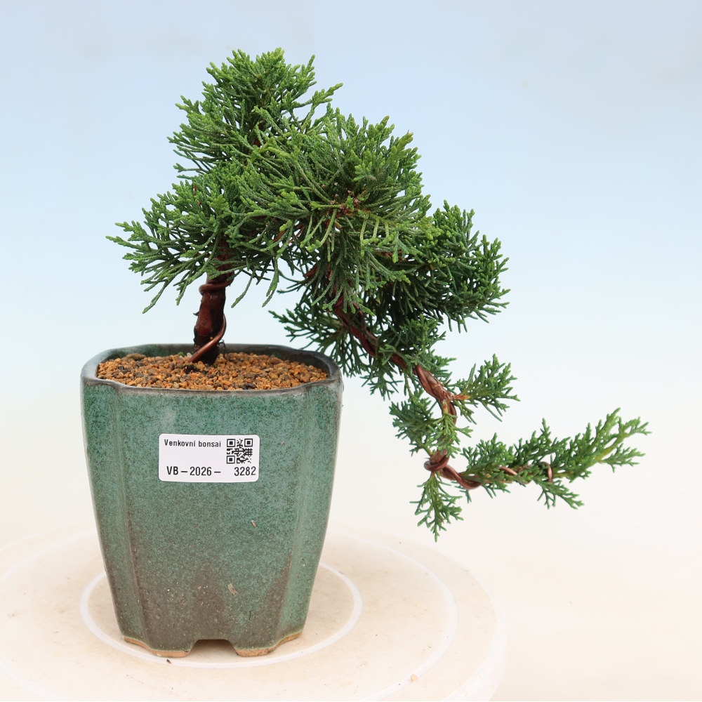 Bonsaï d'extérieur - Juniperus chinensis Kishu