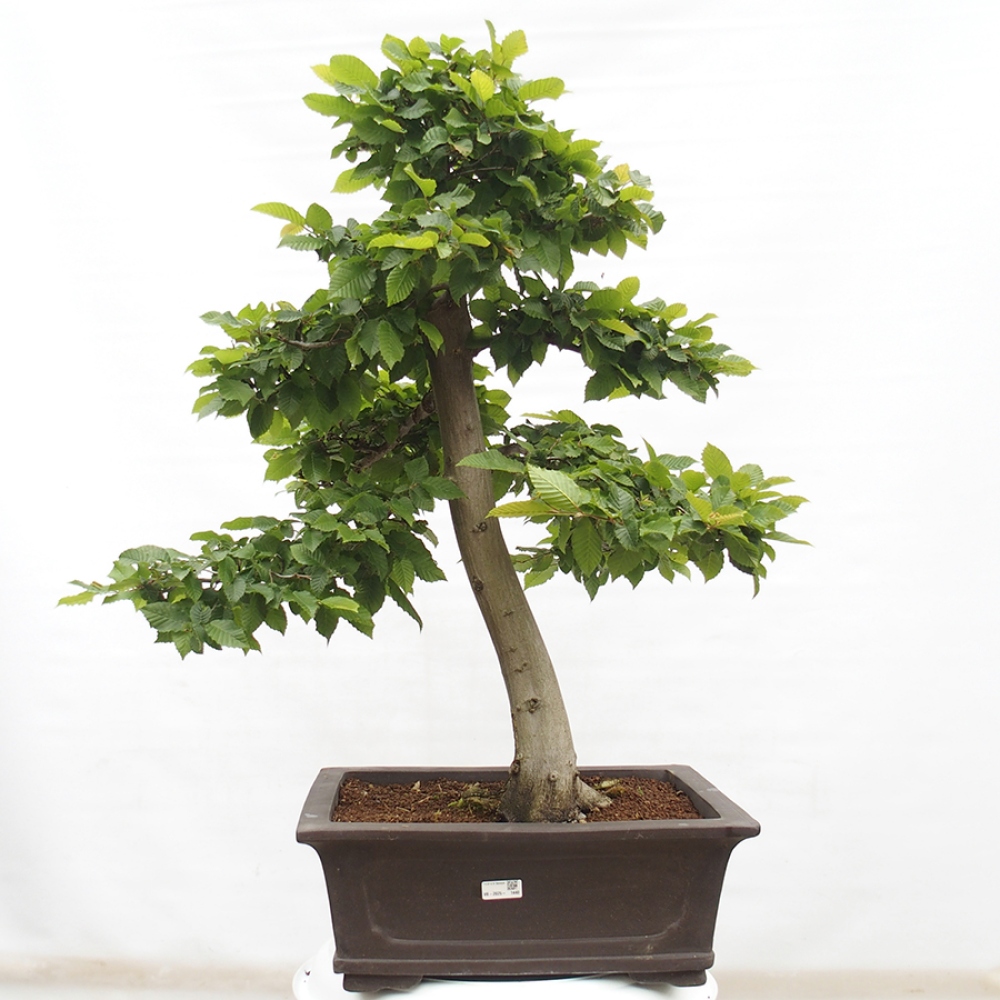 Bonsaï d'extérieur - Charme - Carpinus betulus