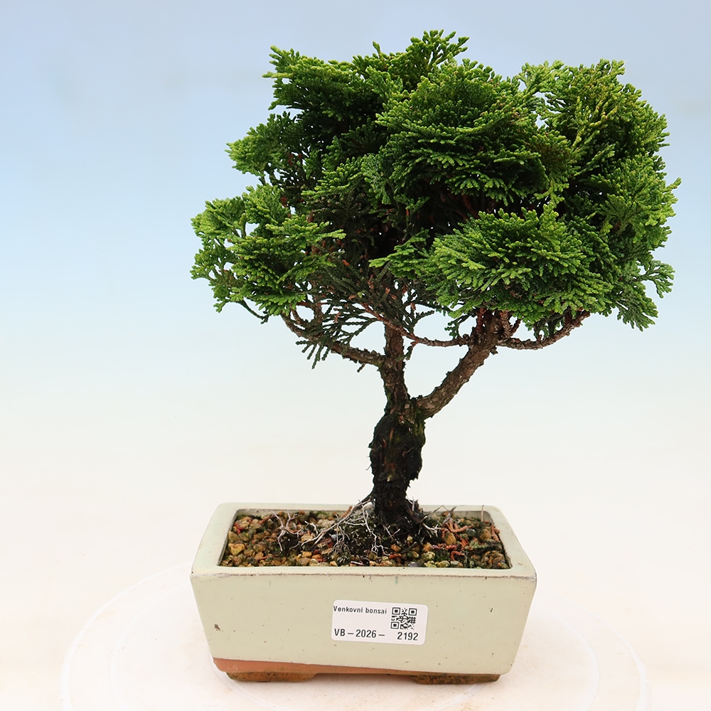 Bonsaï d'extérieur - Cham.pis obtusa Nana Gracilis - Cyprès