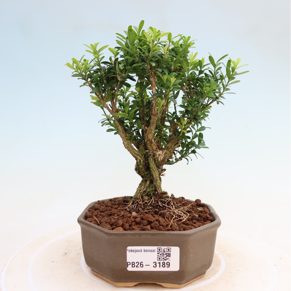Bonsaï de chambre - Buxus harlandii - buxus liège