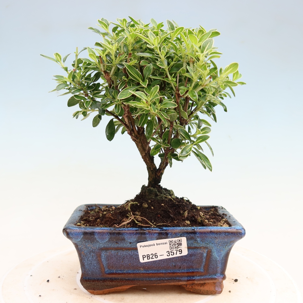Salle bonsaï - Serissa foetida Variegata - Arbre aux mille étoiles