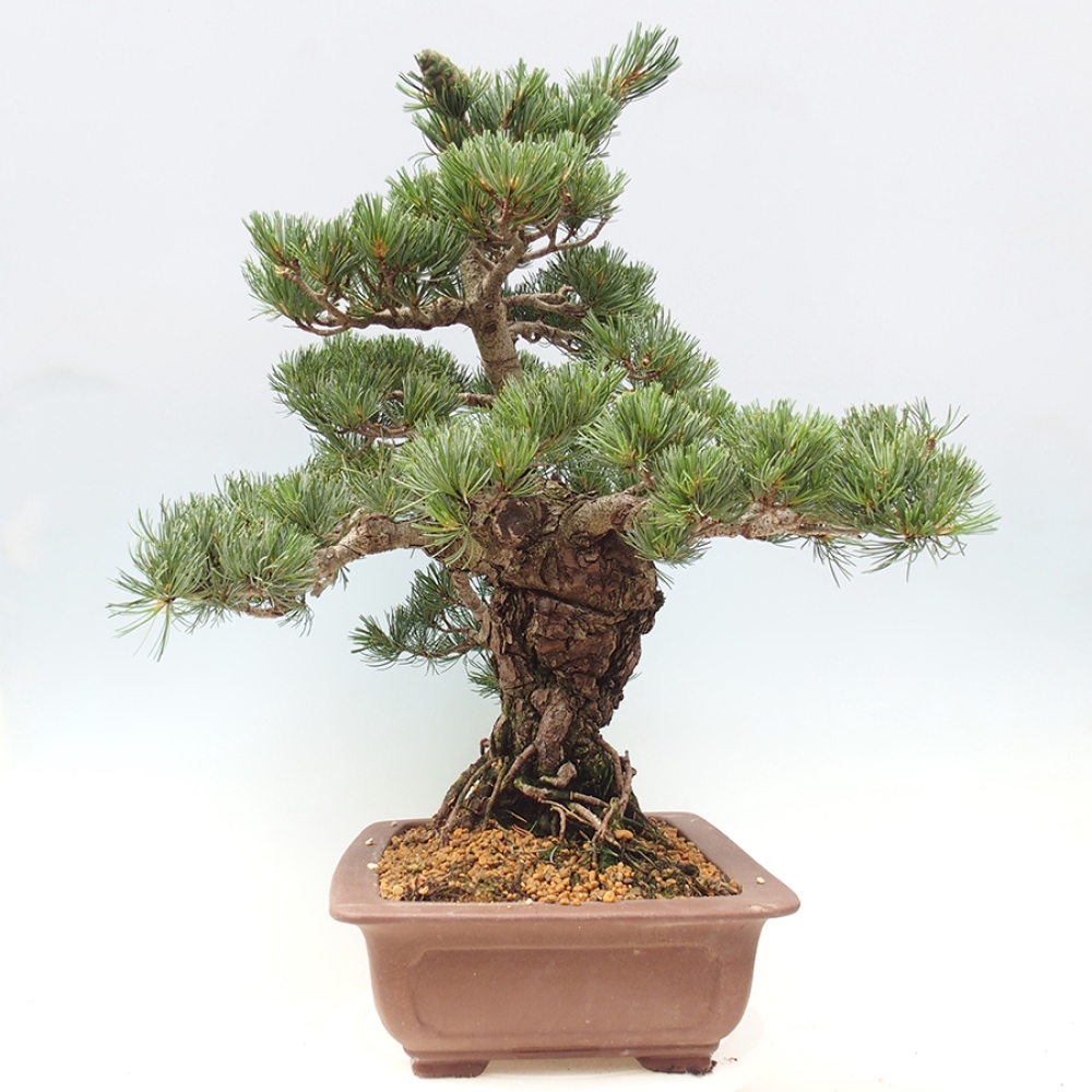 Bonsaï d'extérieur - Pinus parviflora - Pinus parviflora