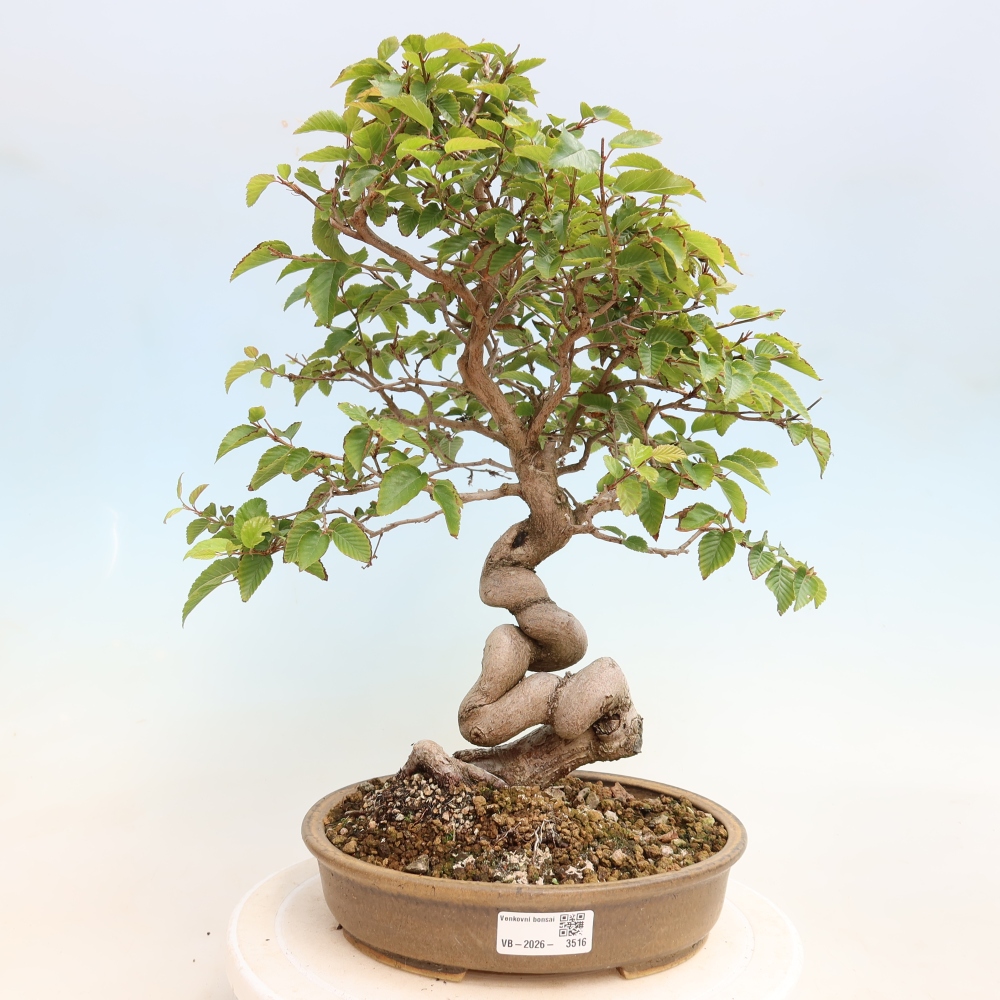 Bonsaï d'extérieur -Carpinus CARPINOIDES - Charme de Corée