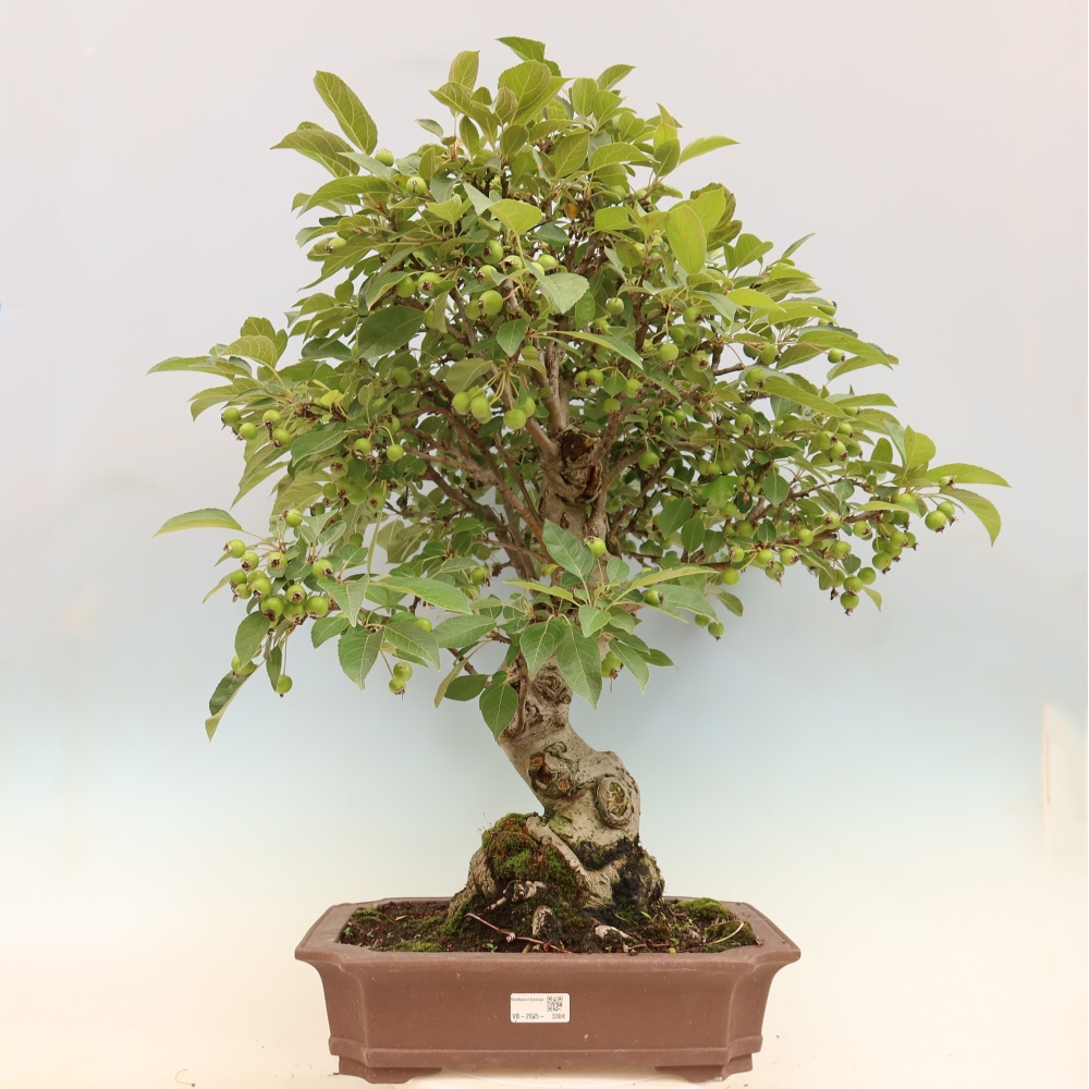 Bonsaï d'extérieur -Malus halliana - Pommier à petits fruits