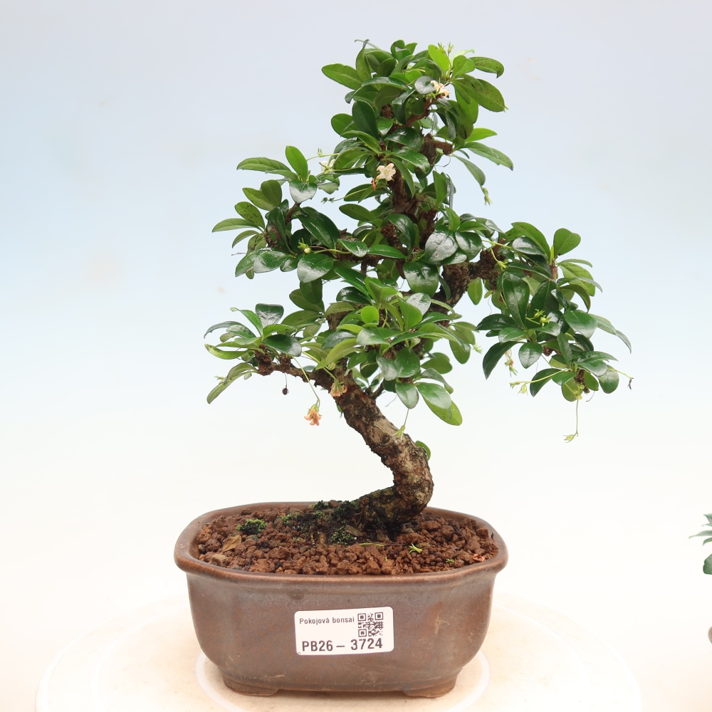 Bonsaï de chambre - Carmona macrophylla - Tea fuki