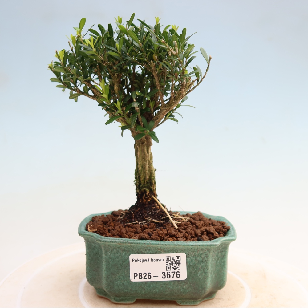 Bonsaï de chambre - Buxus harlandii - buxus liège