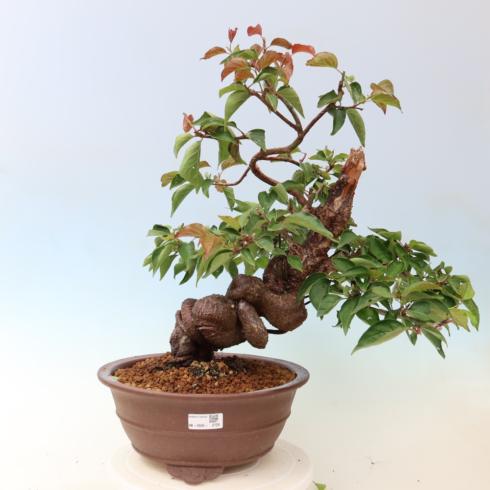Bonsaï d'extérieur - Abricotier japonais - Prunus Mume
