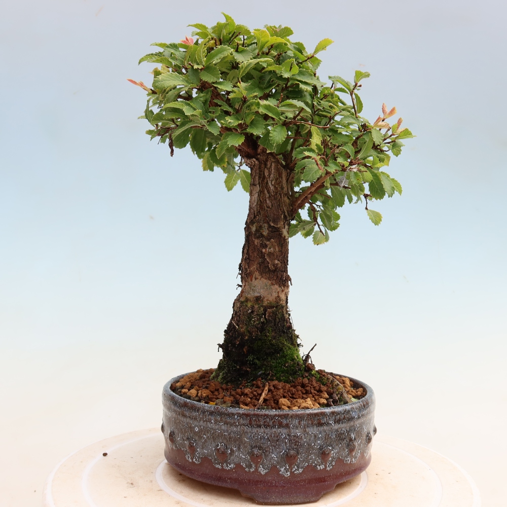 Bonsaï d'extérieur - Zelkova - Zelkova NIRE