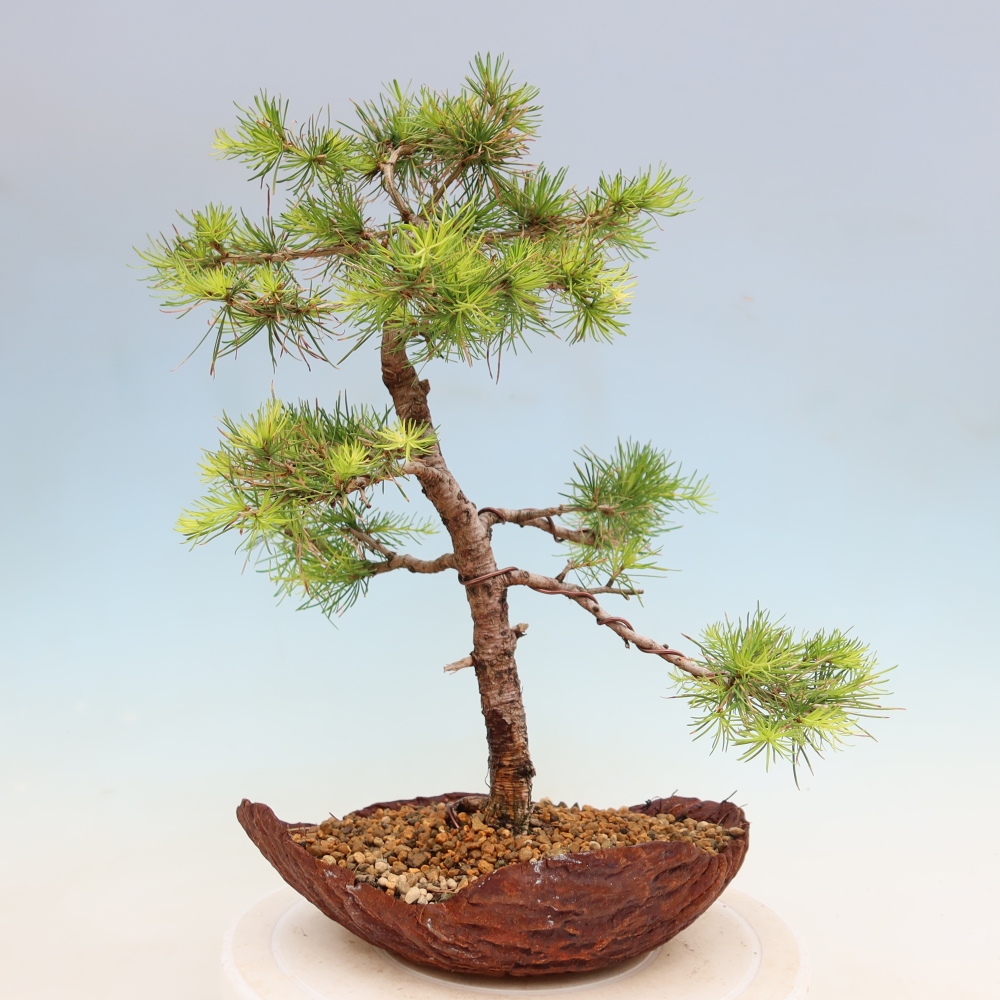 Bonsaï d'extérieur -Larix decidua - Mélèze