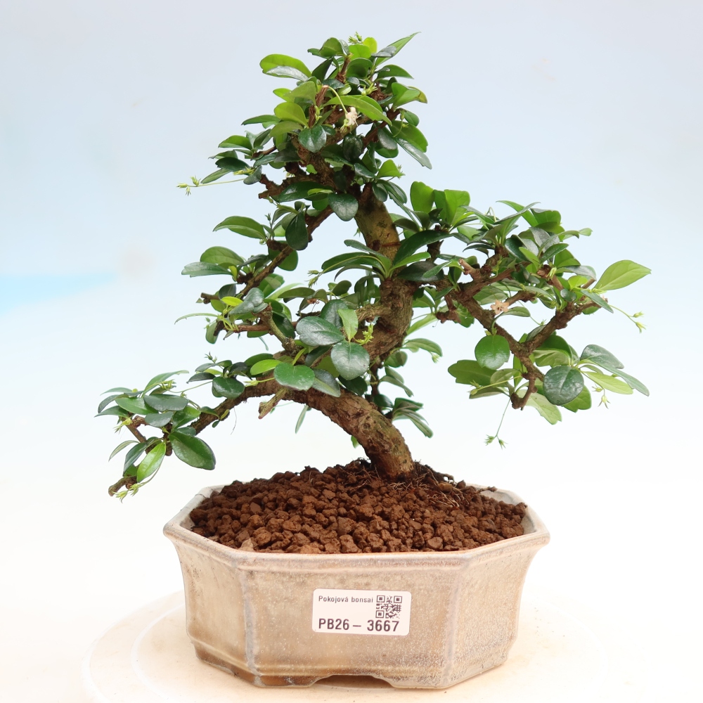 Bonsaï de chambre - Carmona macrophylla - Tea fuki