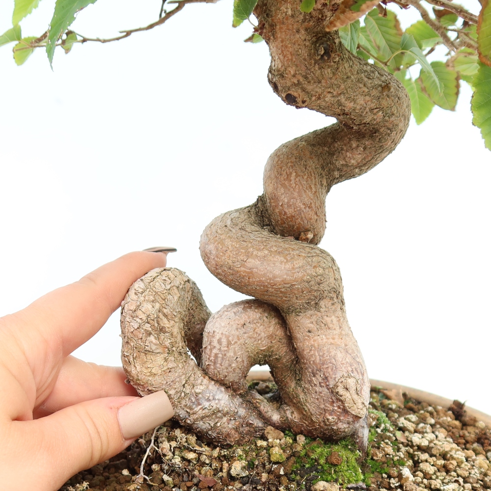 Bonsaï d'extérieur -Carpinus CARPINOIDES - Charme de Corée