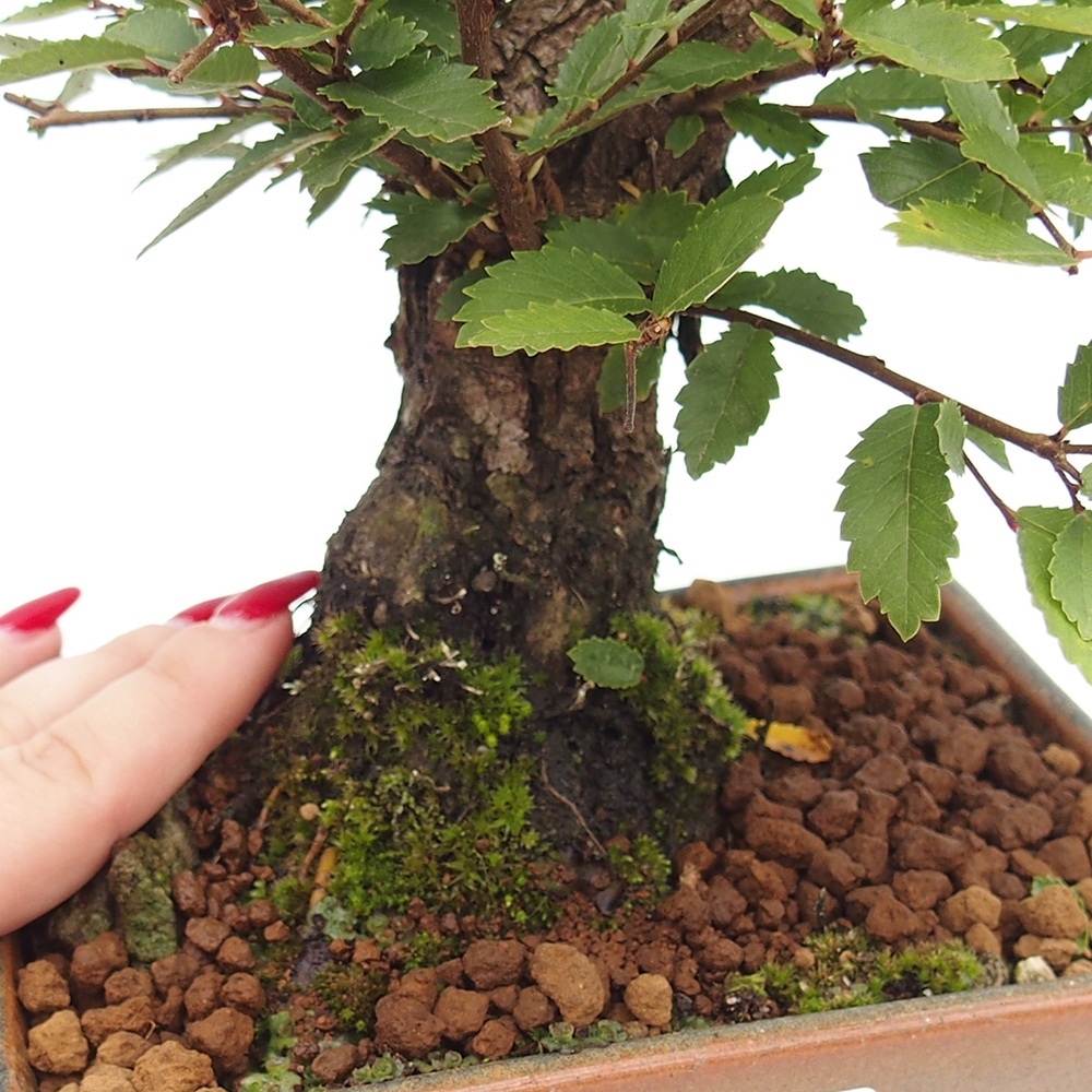 Bonsaï d'extérieur - Zelkova - Zelkova NIRE