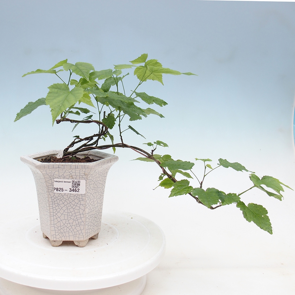 Salle bonsaï - Abutilon trompette rouge - Salle lime