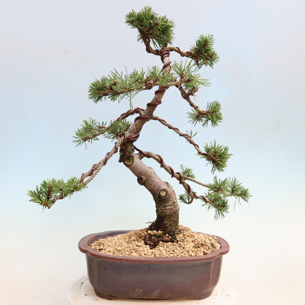 Bonsaï d'extérieur - Pinus mugo Humpy  - Pin nain