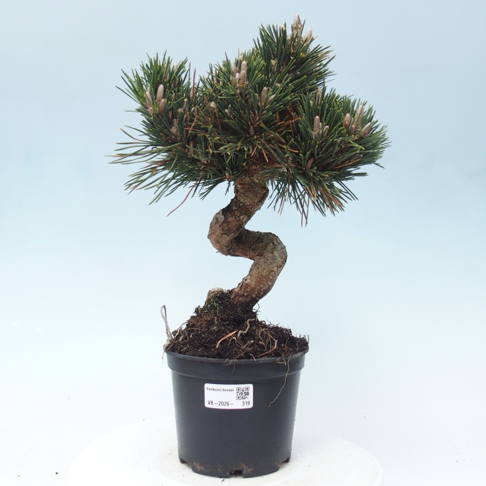 Bonsaï d'extérieur - Pinus thunbergii senjyumaru - Pin de Thunberg