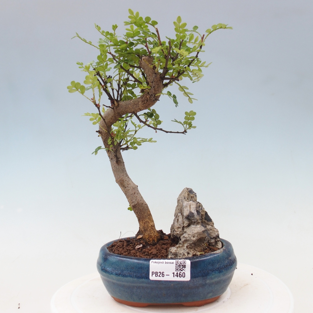 Salle bonsaï - Zantoxylum piperitum - arbre à poivre