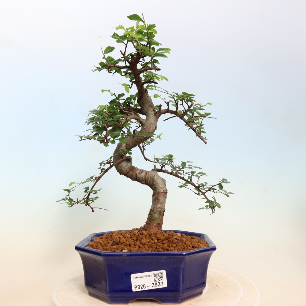 Bonsaï de chambre - Ulmus parvifolia - Orme à petites feuilles