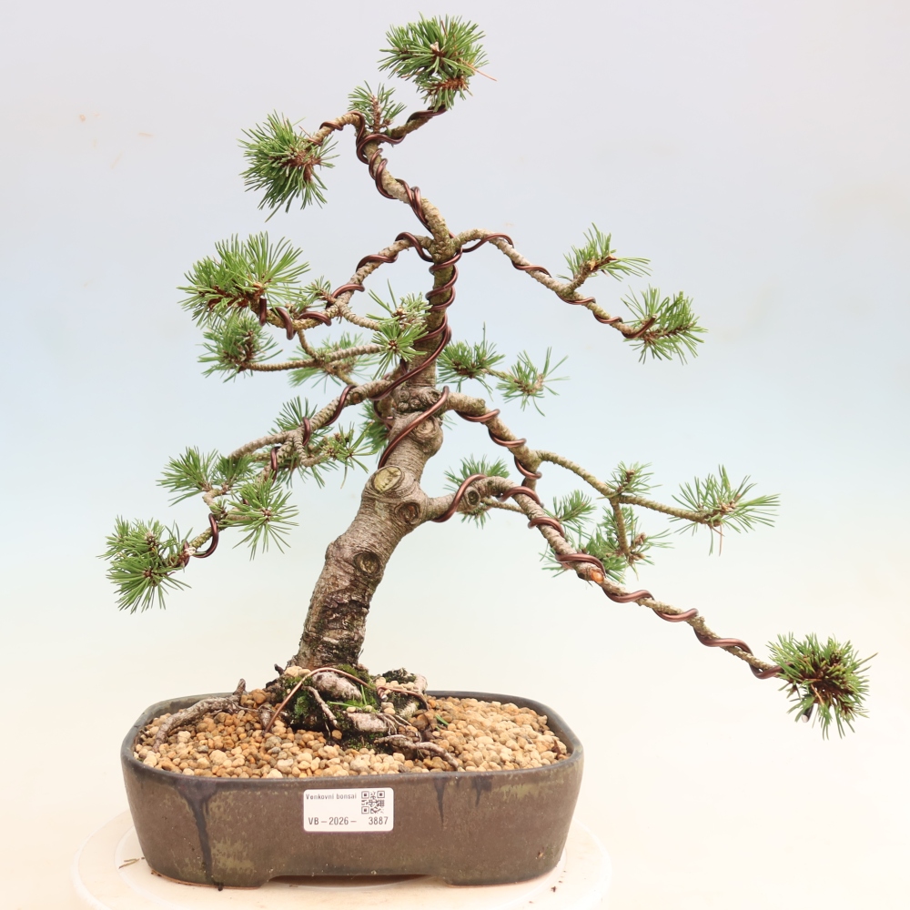 Bonsaï d'extérieur - Pinus mugo Humpy  - Pin nain