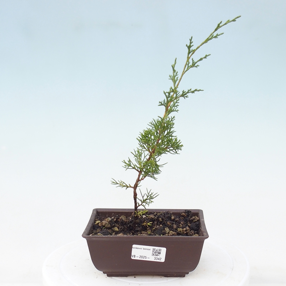 Bonsaï d'extérieur - Juniperus chinensis Itoigawa
