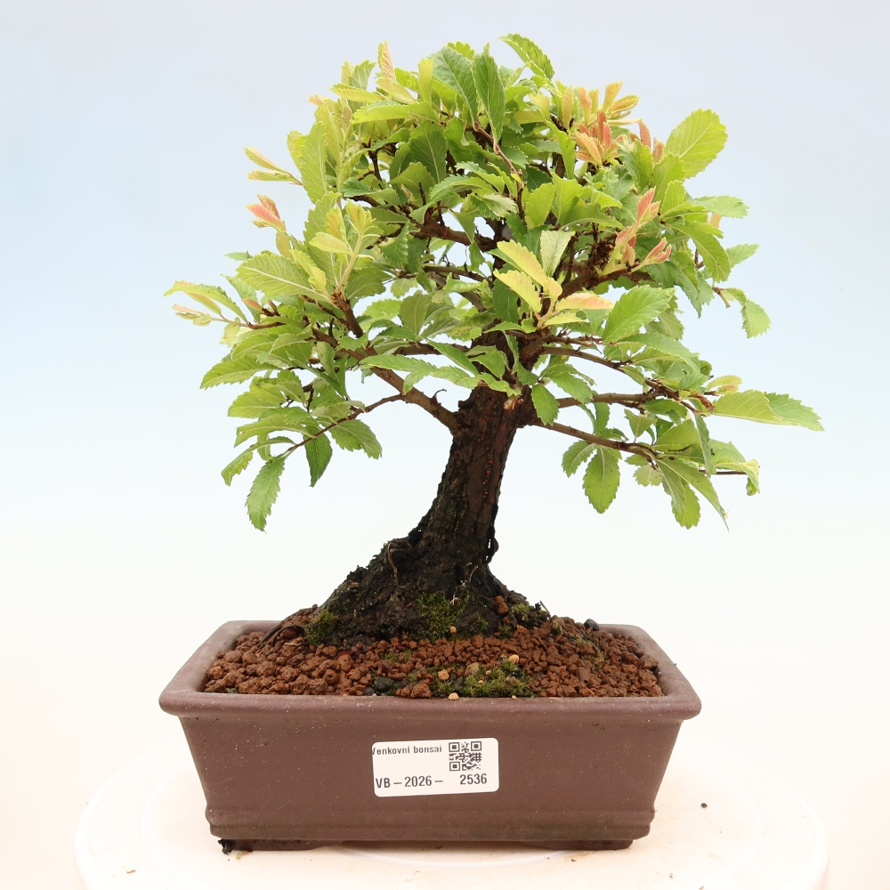 Bonsaï d'extérieur - Zelkova - Zelkova NIRE
