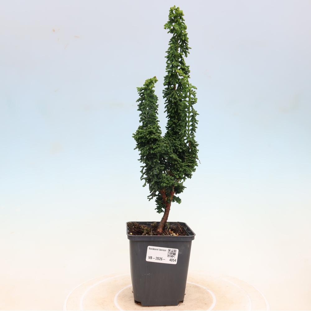 Bonsaï d'extérieur - Cham. obtusa SEKKA HINOKI - Cyprès