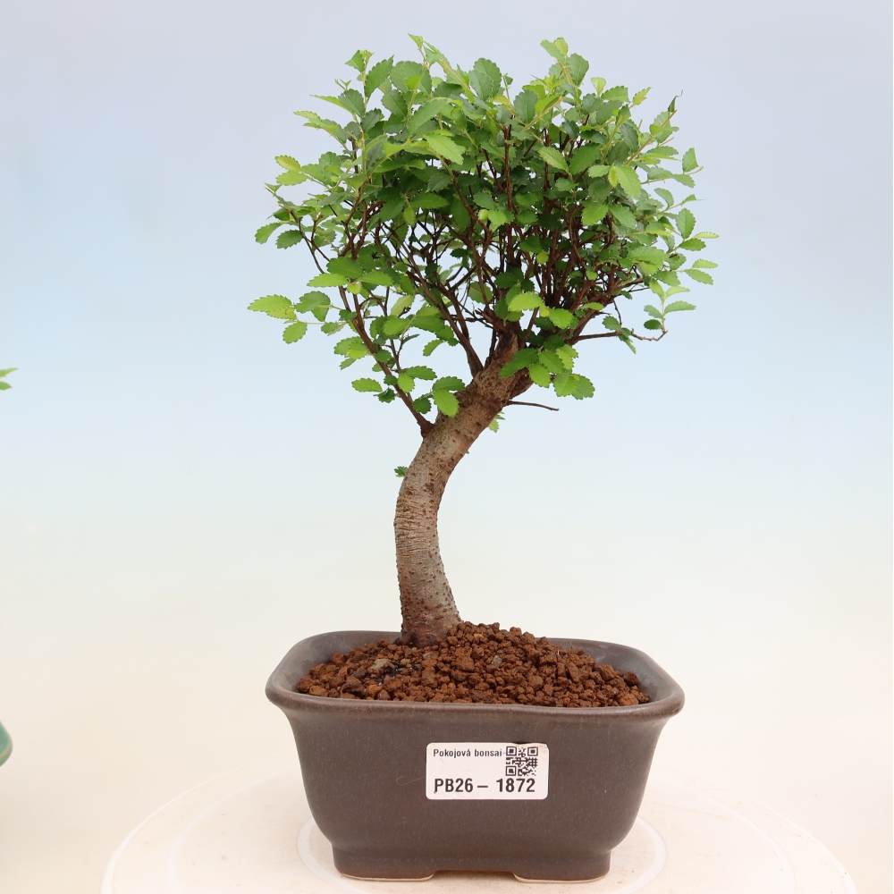 Bonsaï de chambre - Ulmus parvifolia - Orme à petites feuilles