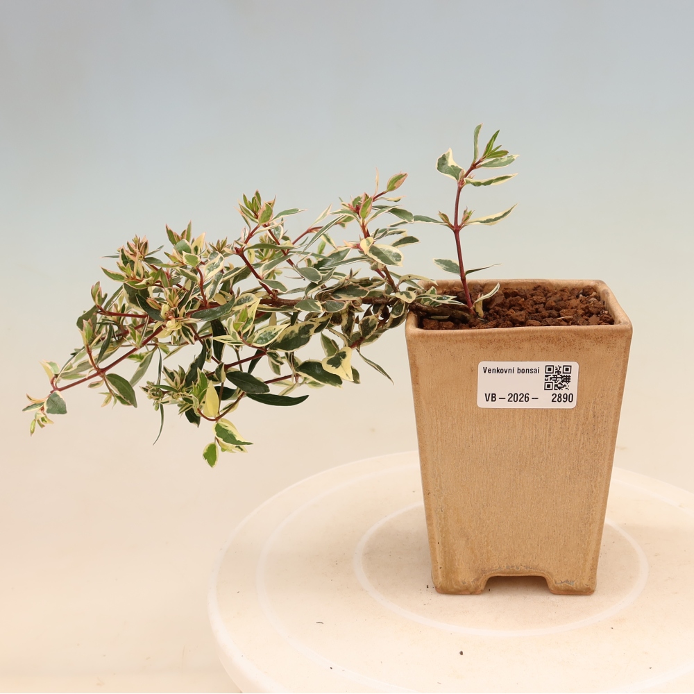 Bonsaï d'extérieur - Abelia gr. Confetti - Abélie à grandes fleurs