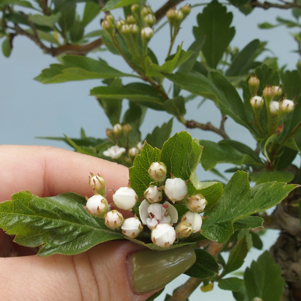 Bonsaï d'extérieur - Aubépine - Crataegus cuneata