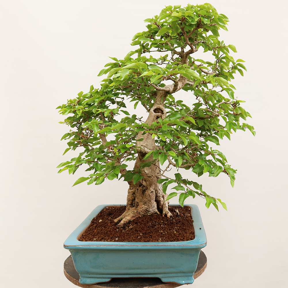 Bonsaï d'extérieur -Carpinus Coreana - Charme de Corée
