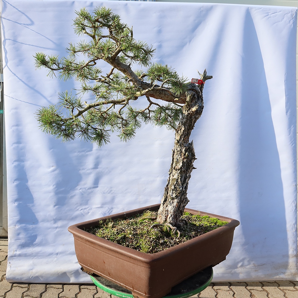 Pinus sylvestris Espagne - pin sylvestre
