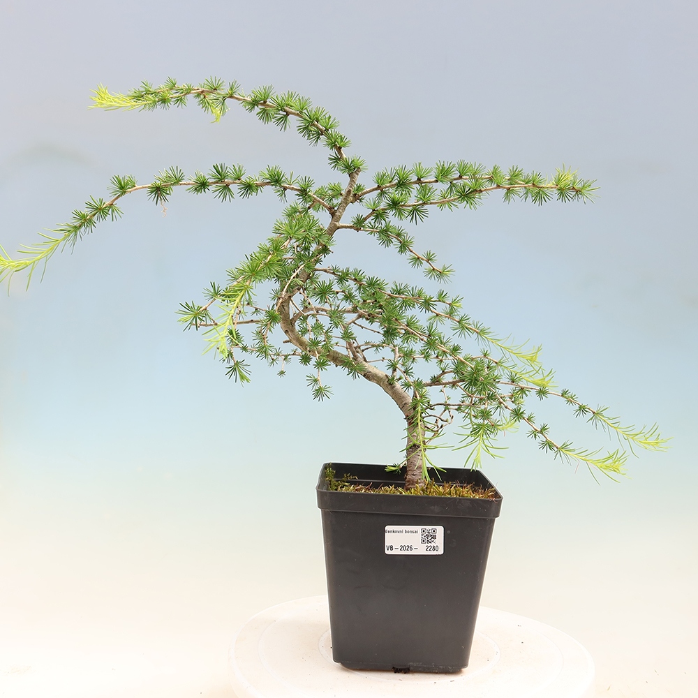 Bonsaï d'extérieur -Larix decidua - Mélèze