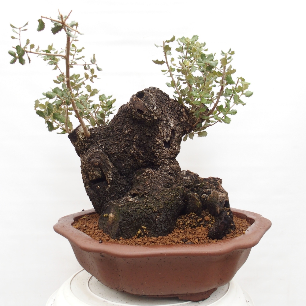 Yamadori - Quercus Ilex - Chêne vert