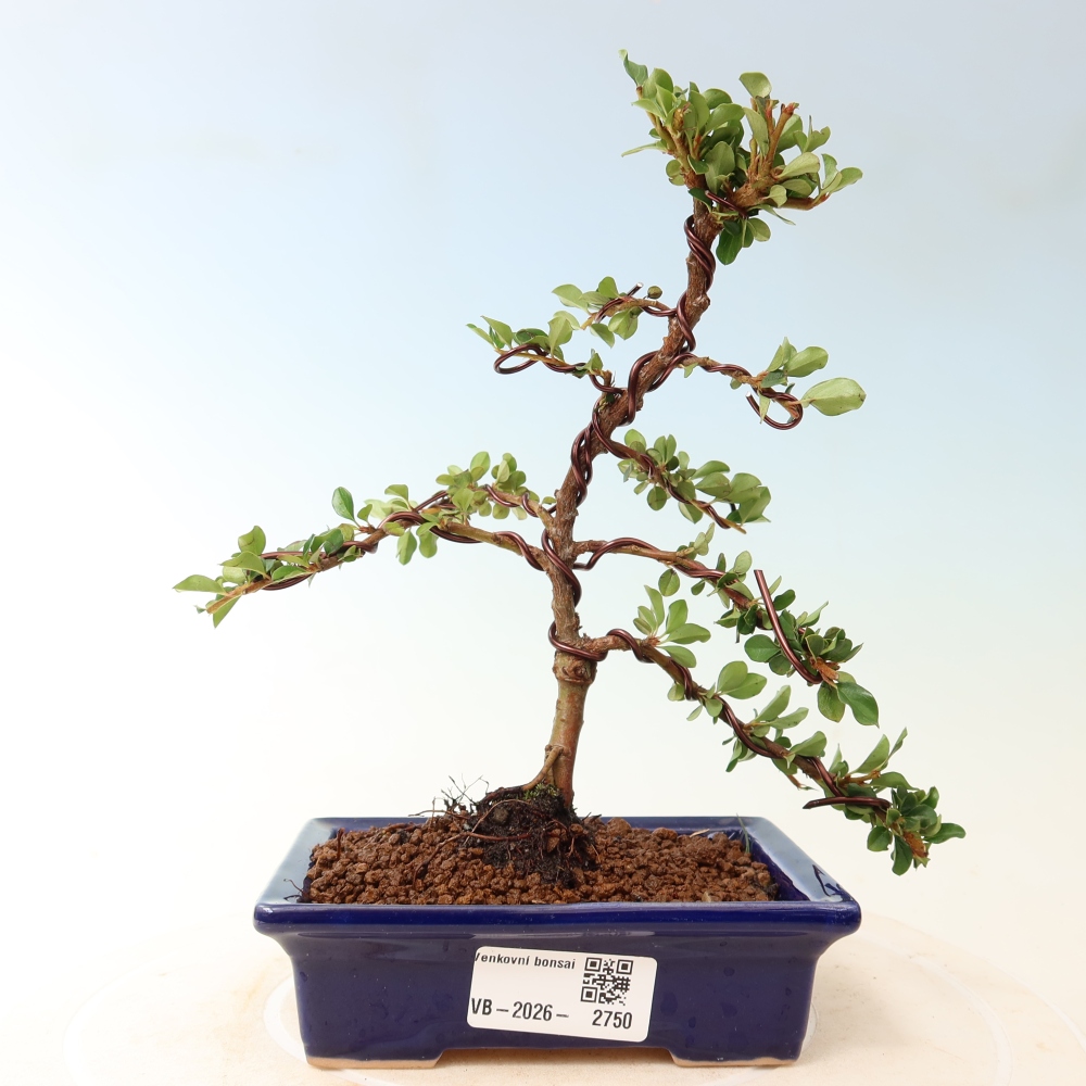 Bonsaï d'extérieur - Cotoneaster horizontalis - Rocky Mountain