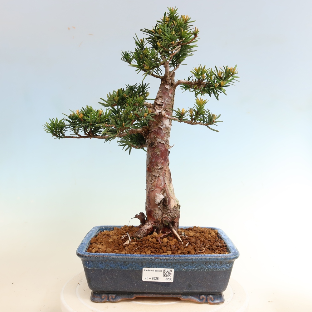 Bonsaï d'extérieur - Taxus cuspidata - If japonais